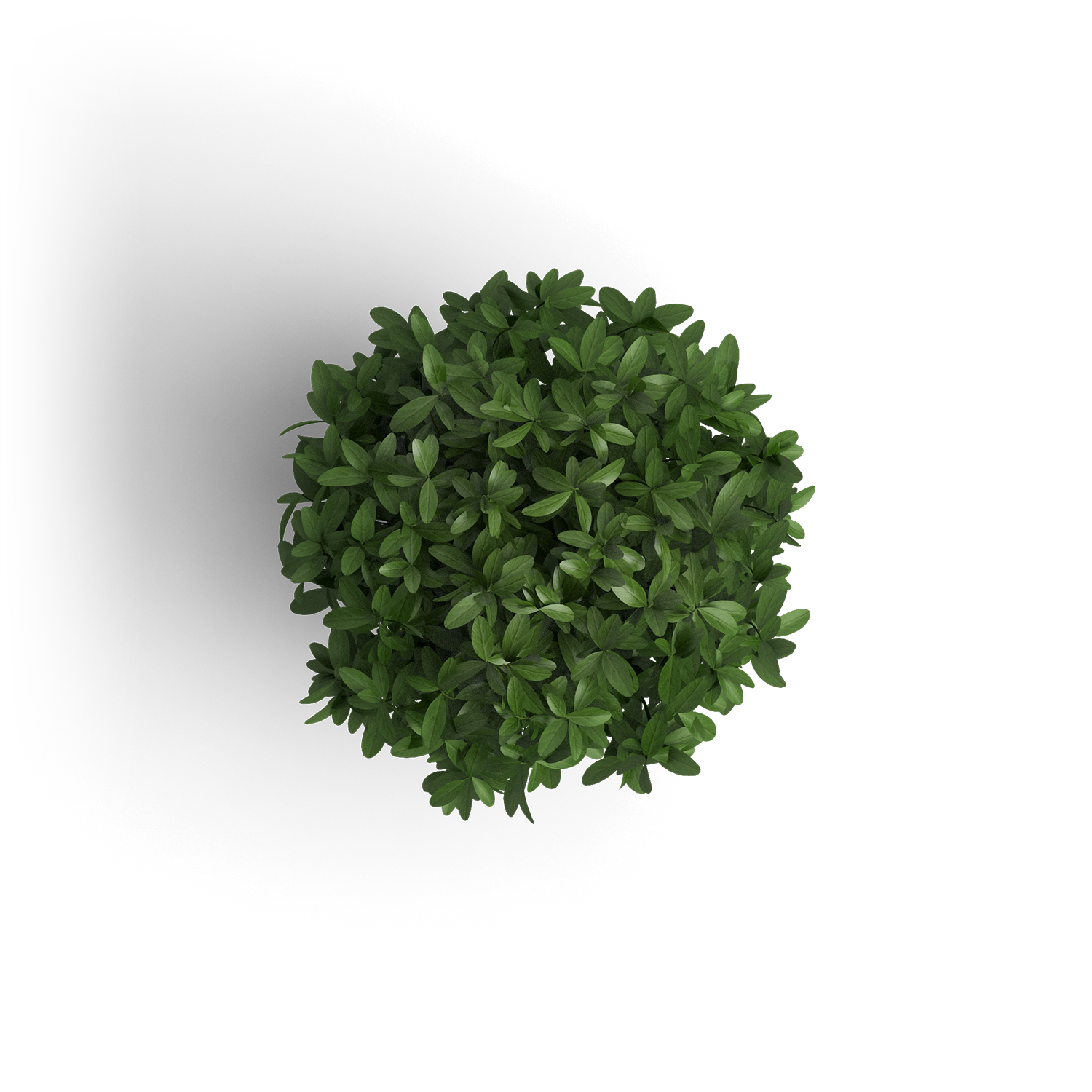 A lush, spherical cluster of green leaves against a black background.